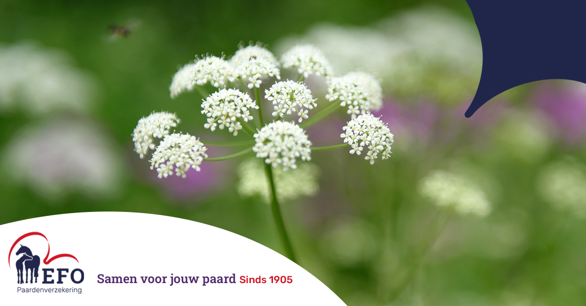 Welke planten zijn giftig voor paarden?