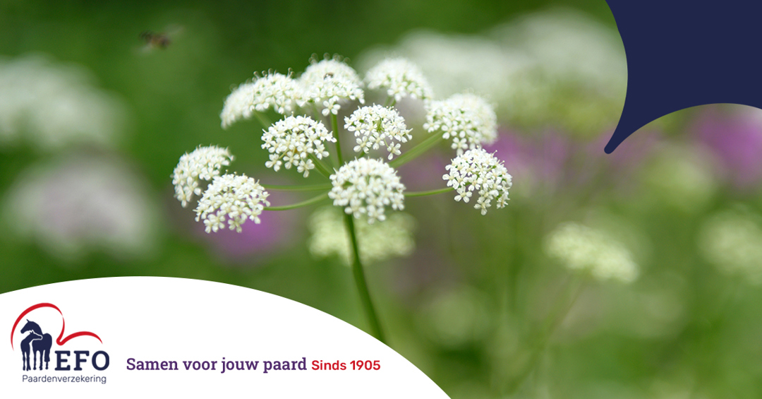Welke planten zijn giftig voor paarden? EFO