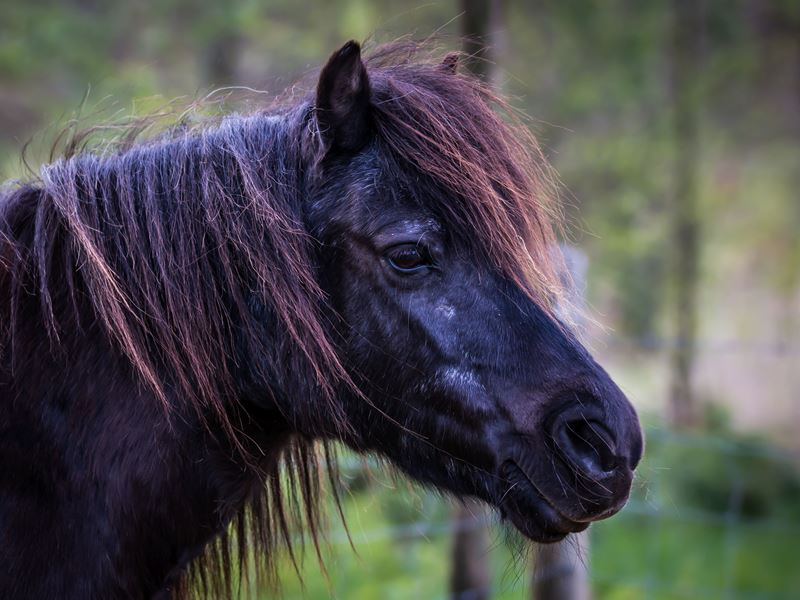 Het Behandelen Van Een Kreupel Paard | Efo