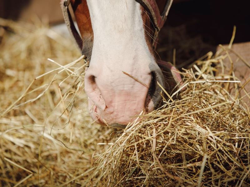 6 Meest Gestelde Vragen Over Ruwvoer Voor Paarden