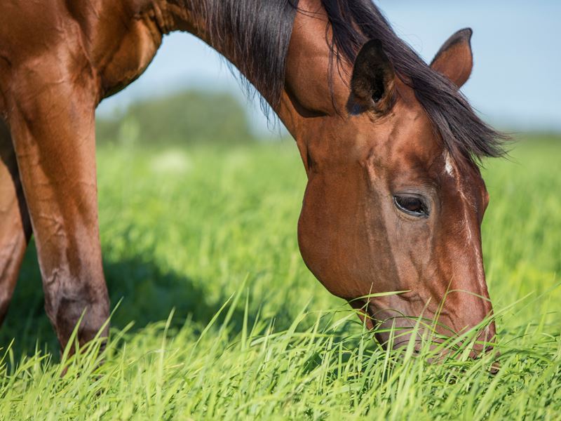 Het Behandelen Van Een Kreupel Paard | Efo