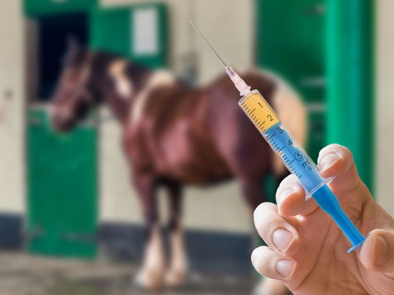 Paardenpaspoort En Medicijnen Gebruikt