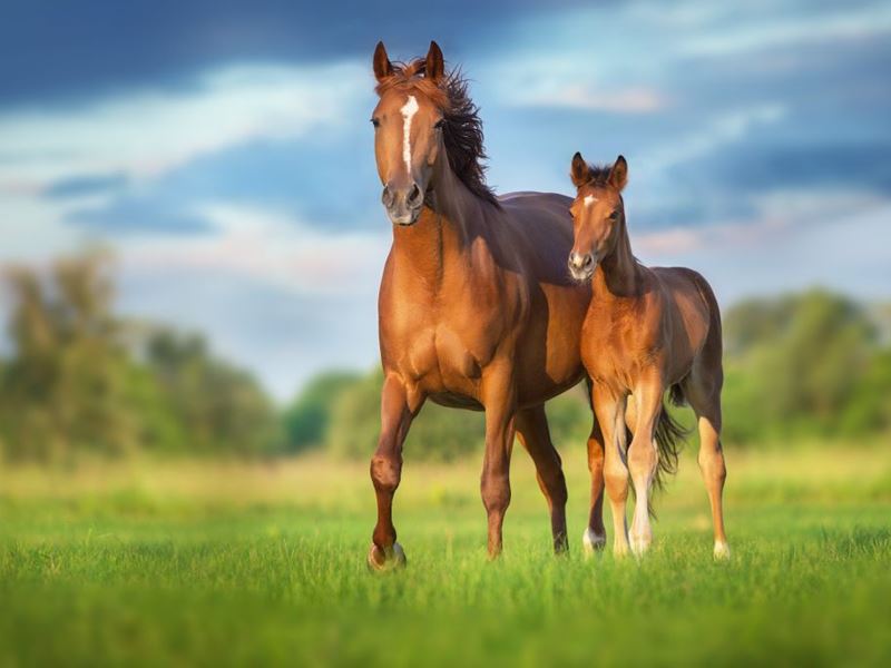 Gynaecologie Voortplanting Bij Paarden