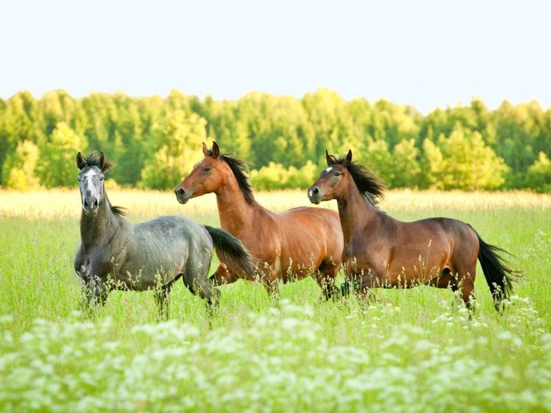 Paarden In Wei